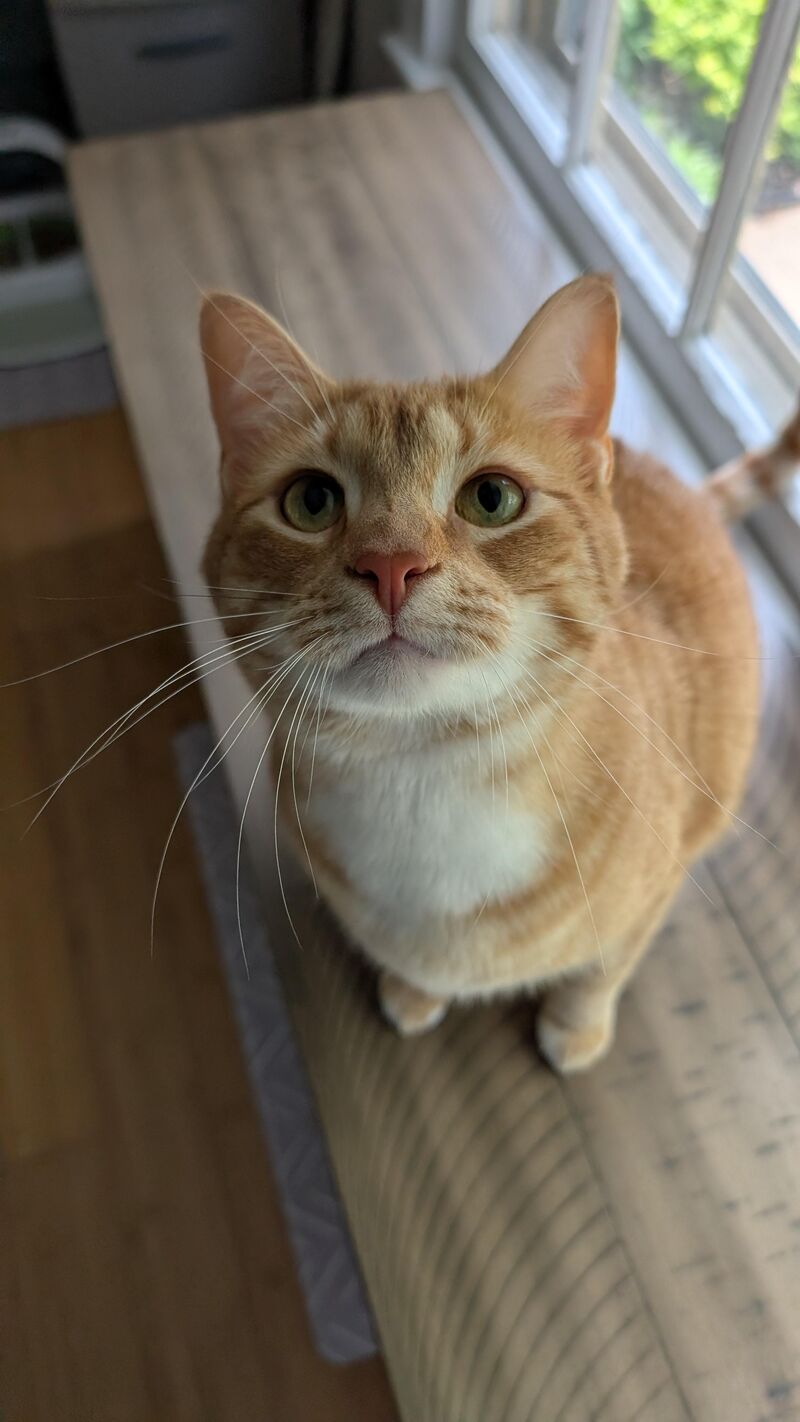 Sam is asking you very politely to hand over all your snacks right meow!