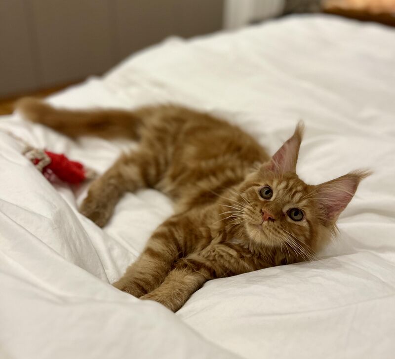 Léo now brings his favorite toy with him to bed