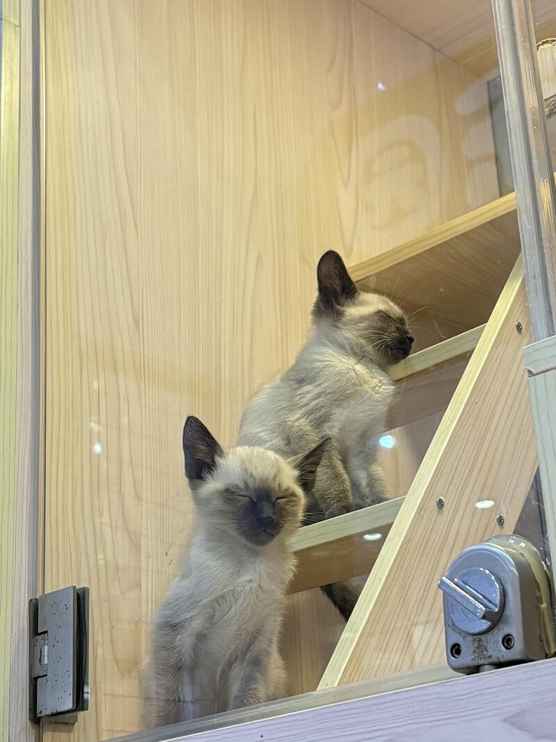 Bros with perfect timing😂