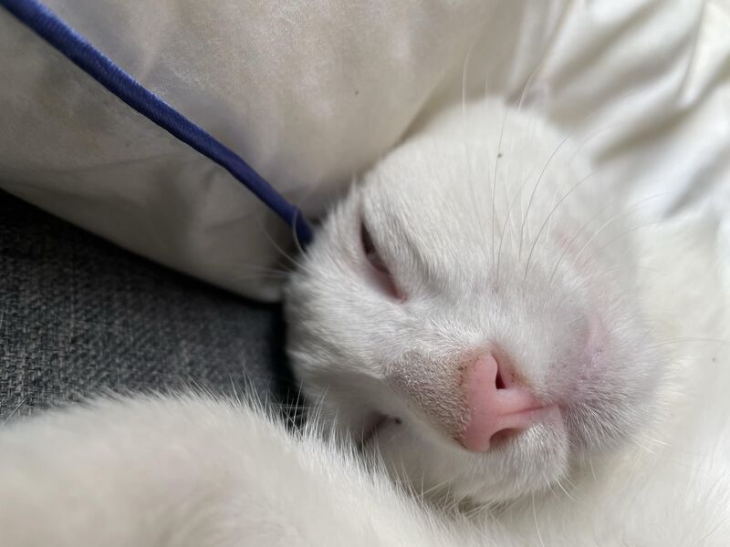 I think my cat might has the potential to become a model cat