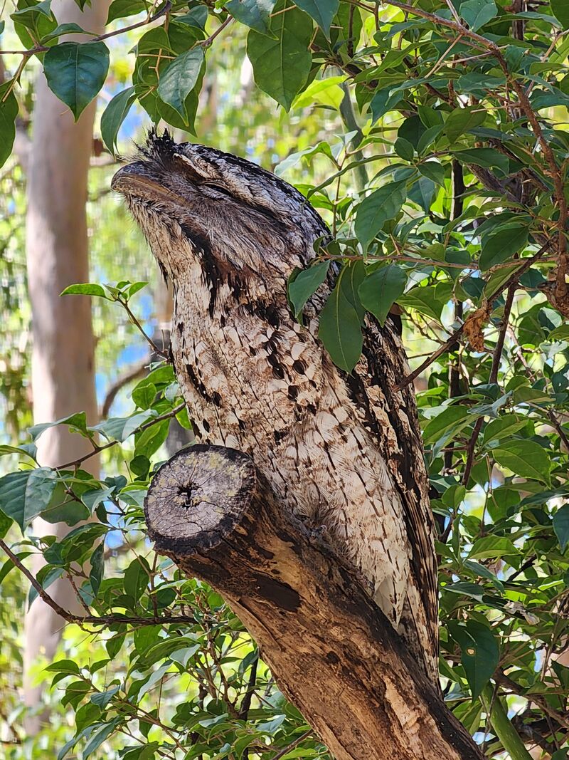 Tawny Frogmouth