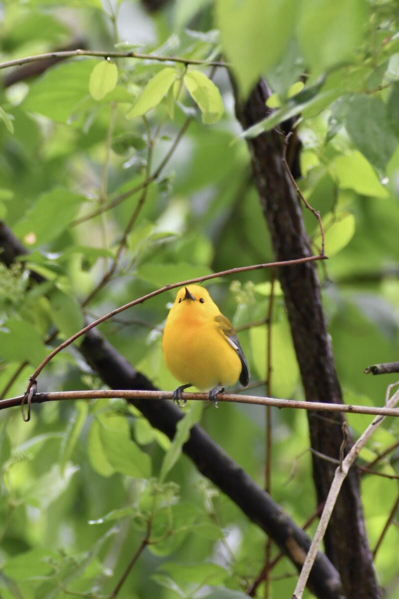 Prothonotary Warbler being a little floof ball - Tennessee