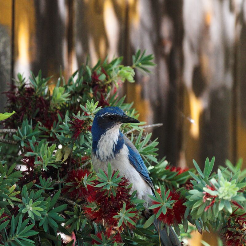 California scrub jay in my backyard