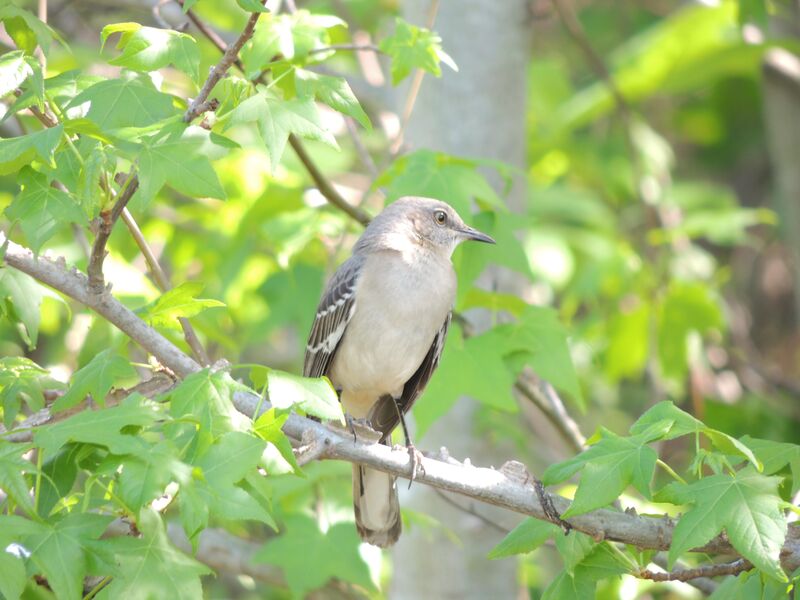 Just a mockingbird