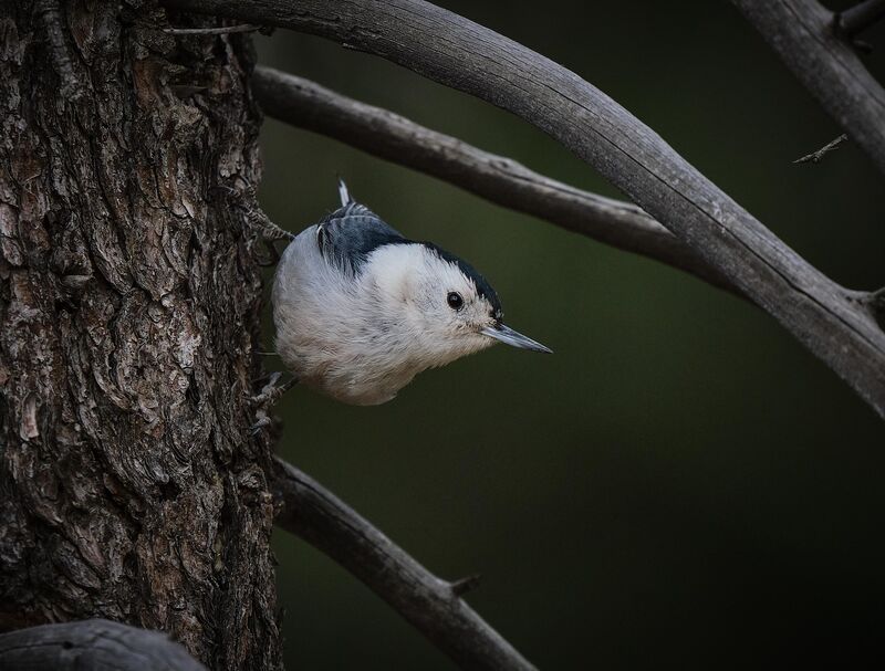 White-breasted nuthatch in Colorado