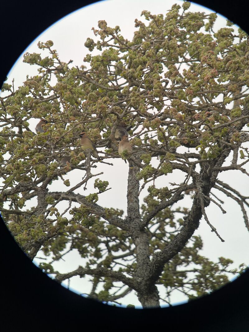 My first time seeing Cedar Waxwings!