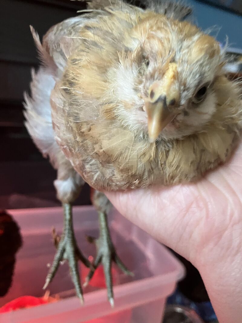 Is it looking hopeful that she’ll be a wheaten?