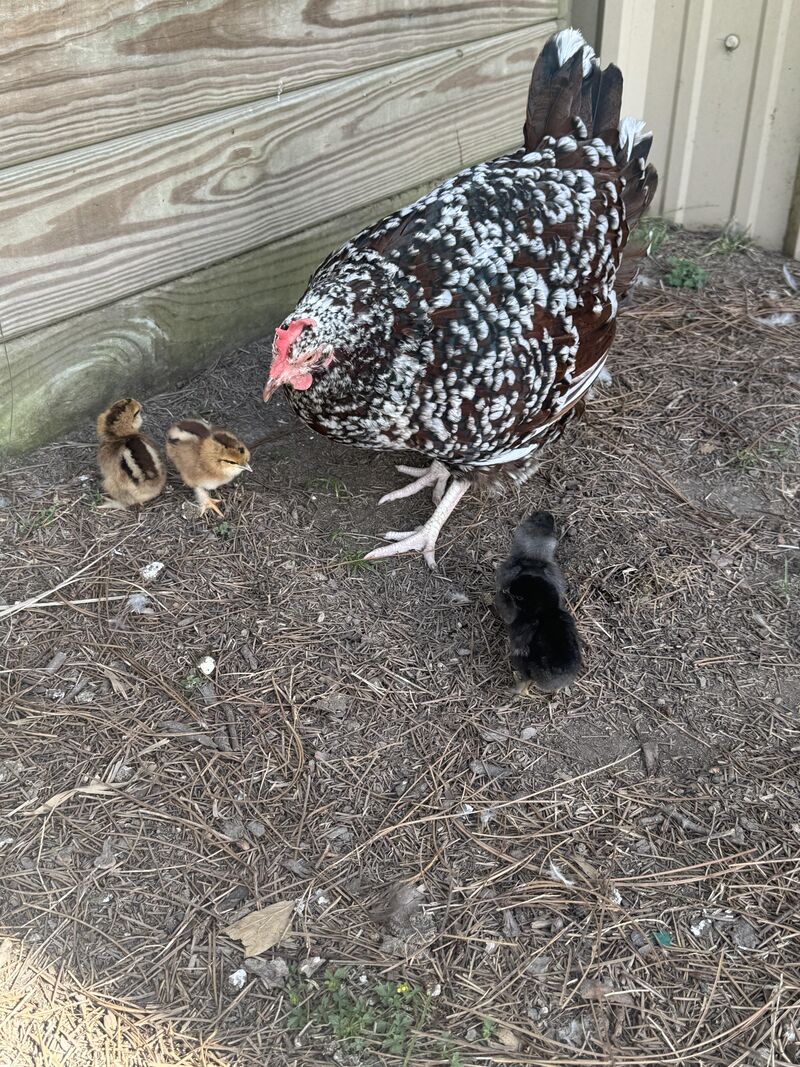 Finally got some chicks from my hen!