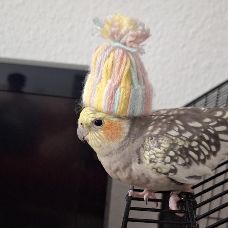 Do you think he might be cold