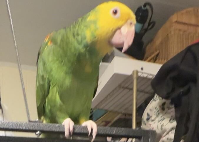 Is recovery still possible after 2 weeks?