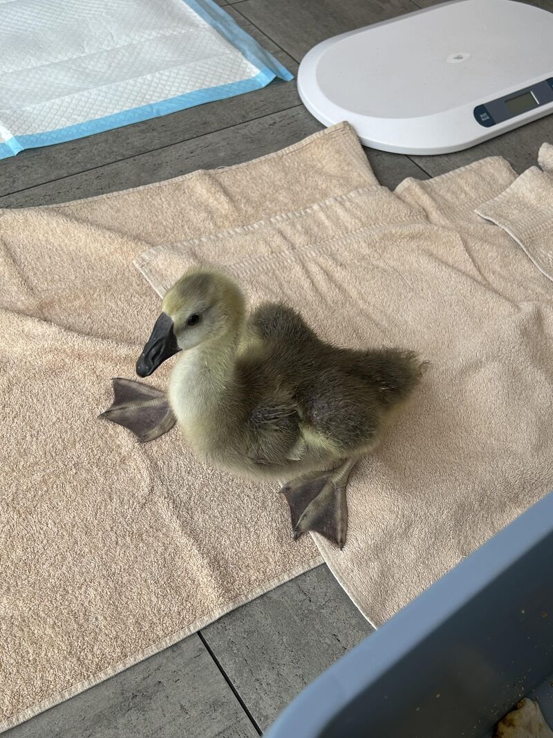 Need answers for what is wrong with our goose!