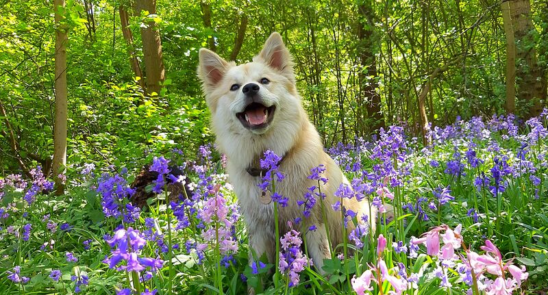 My baby among the bluebells.