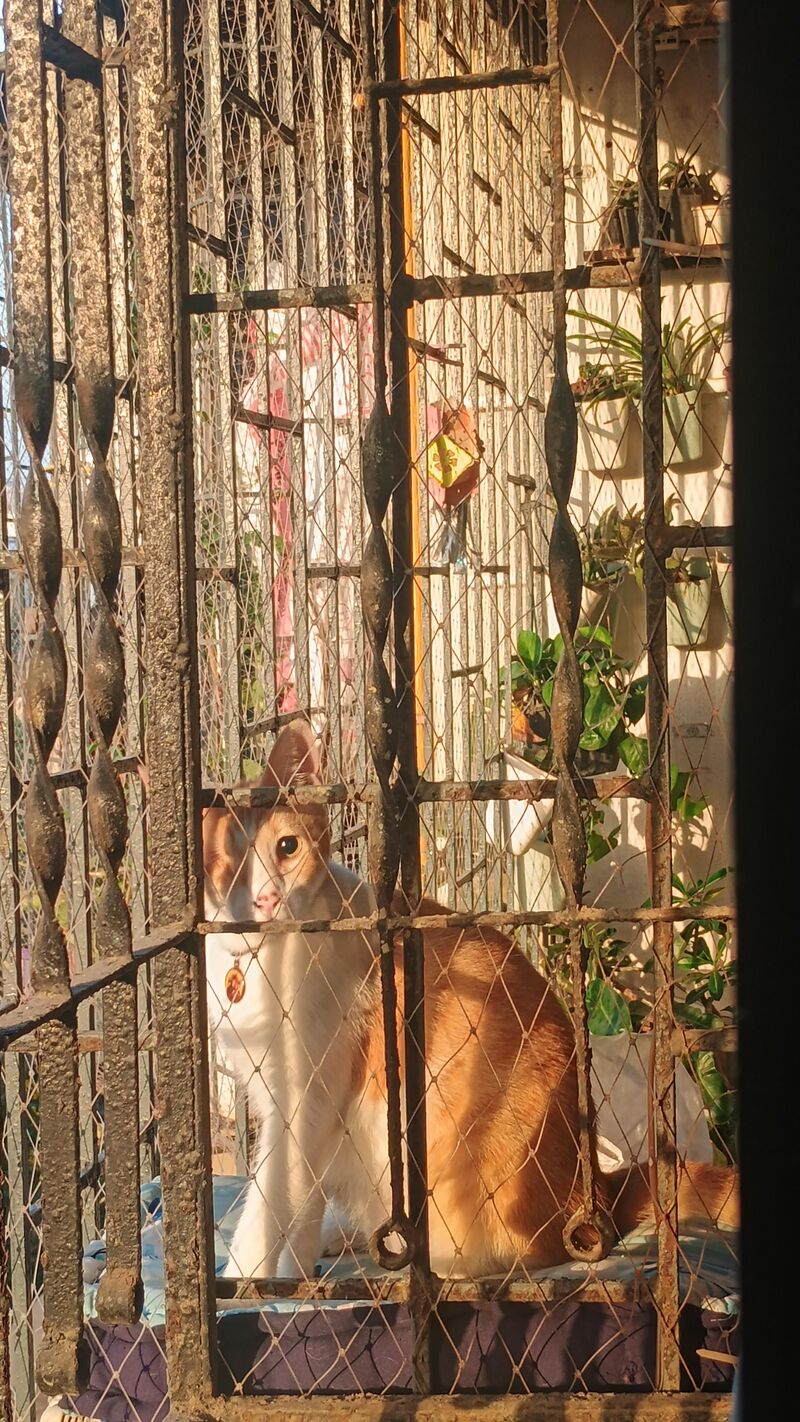 My cute next door stalker