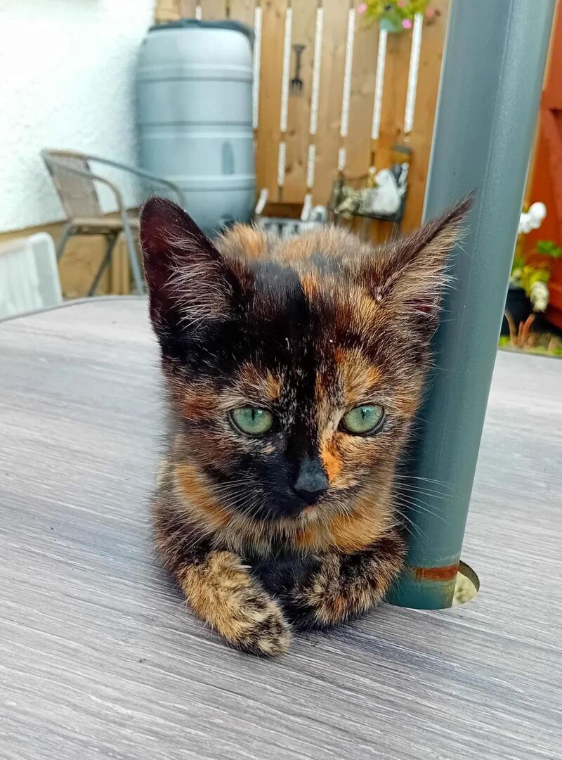 Toffee the tortie