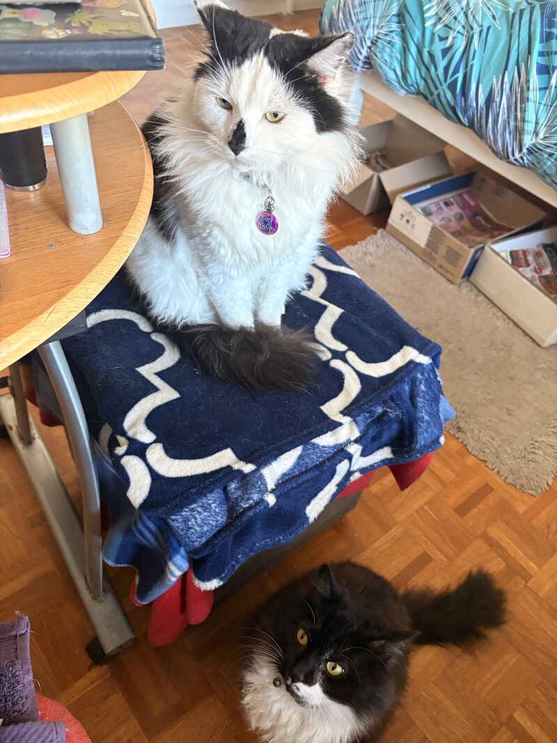 This is Jynx and Mynx. They stare at me until I hand over treats. One takes the high ground, one covers the floor. I am not in charge here.