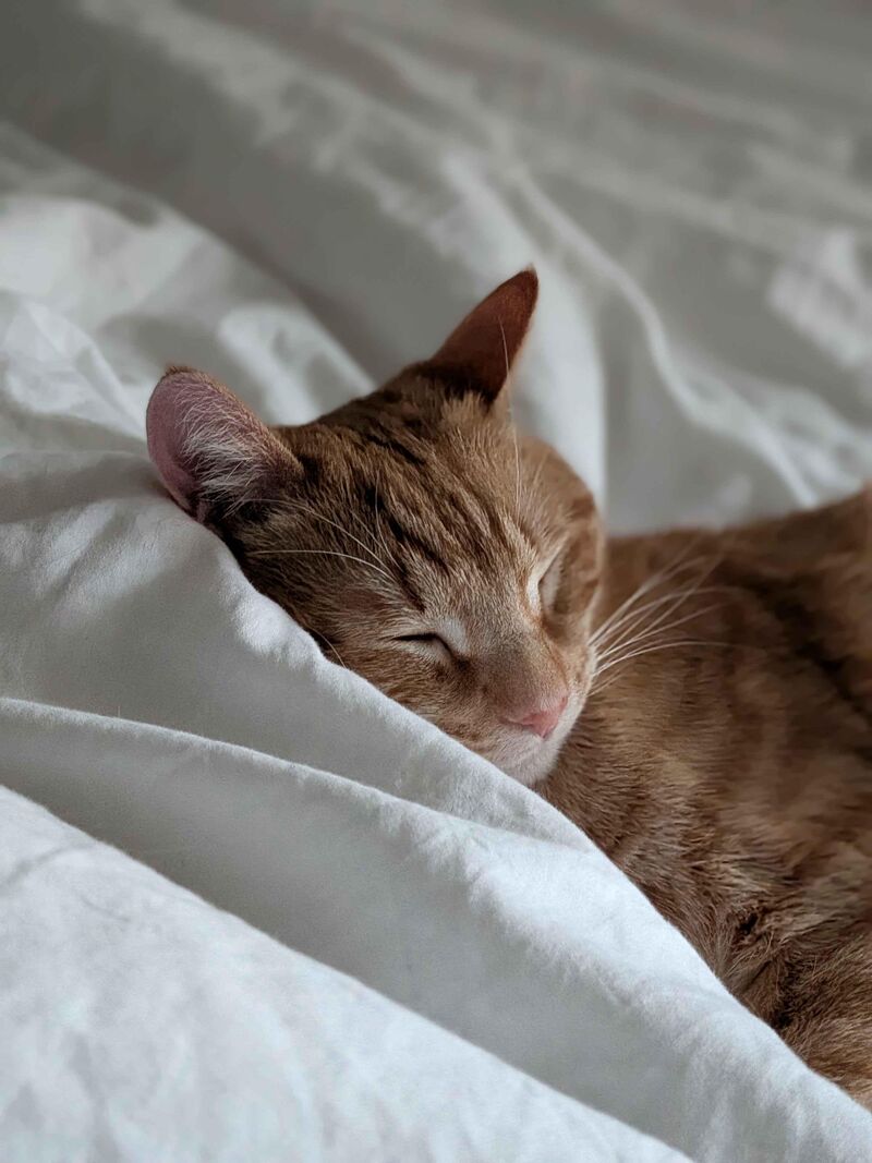 He makes it impossible to get out of bed in the morning, who could disturb that face