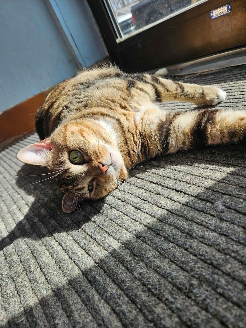The beautiful Maïa from our shelter sunbathing.