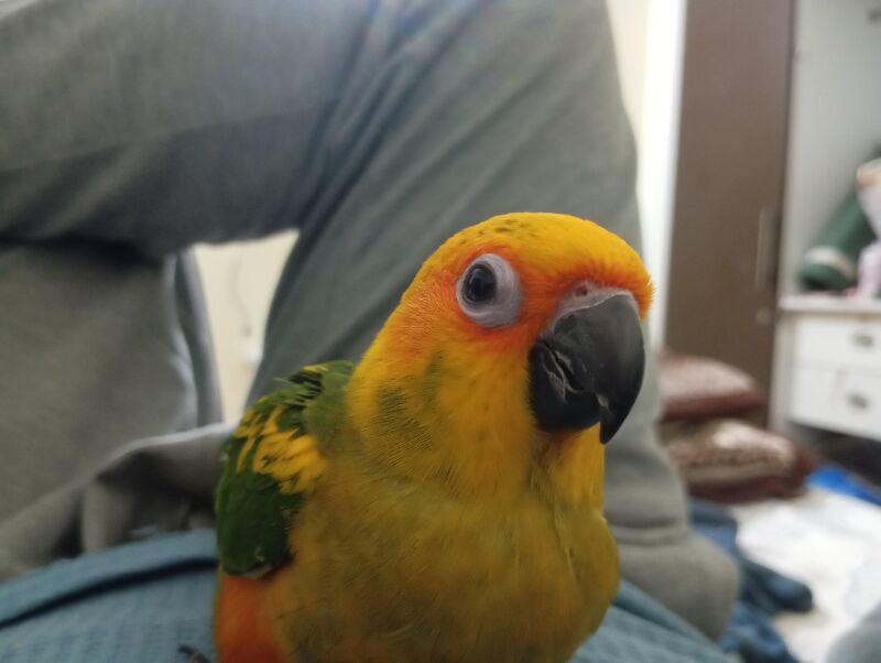 Damru's Balcony Bailout: 7 Hours of Hell, Zero Cuddles Later