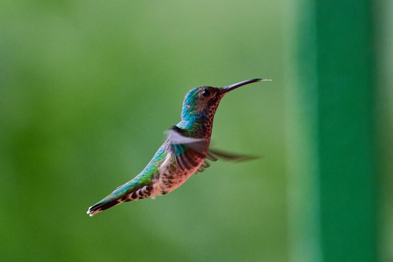White-necked Jacobin hummingbird (female)
