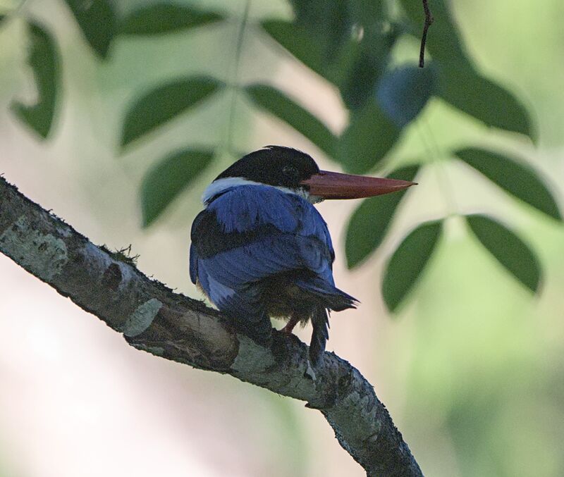 Black-capped kingfisher