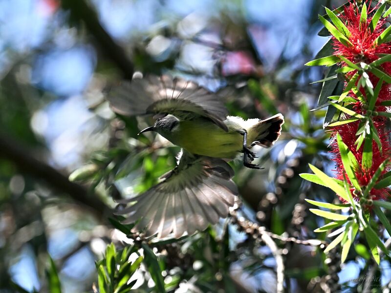 Purple-rumped Sunbird (Nikon Z6ii + Nikkor Z 400mm f4.5)