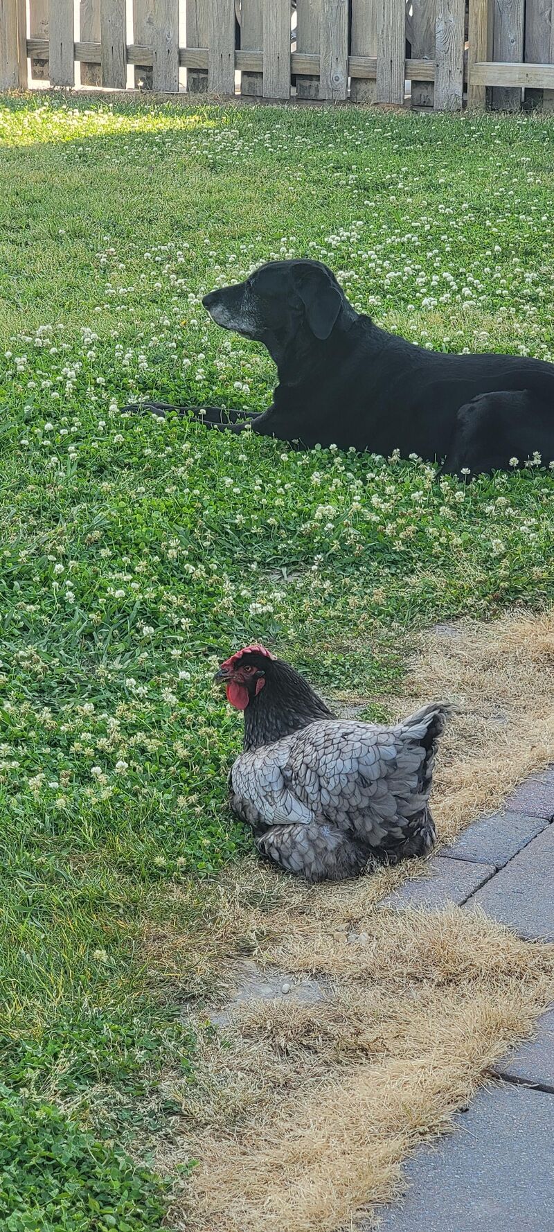 Two old biddies just hanging out