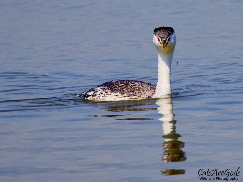 Western Grebe doing a remarkable imitation of a cobra!