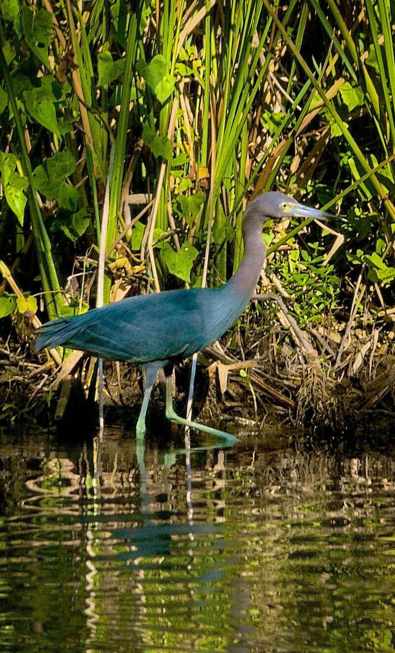 Great Blue Heron
