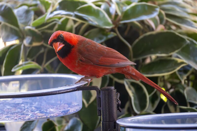 Do you mind? I'm trying to eat here - Northern Cardinal