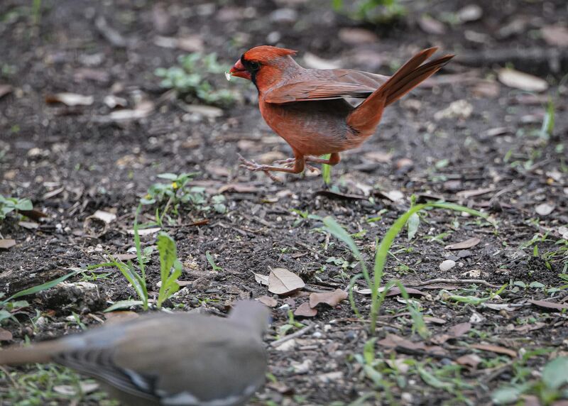 Jump for joy - Northern Cardinal