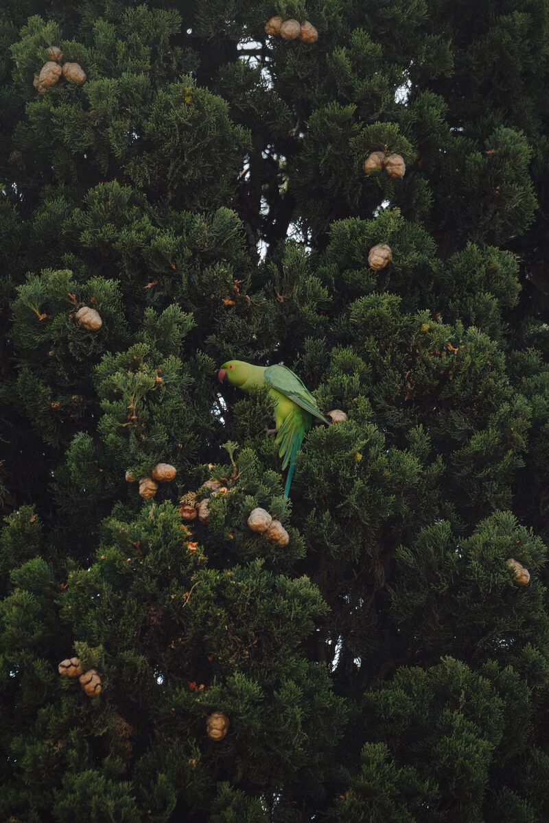 Rose-Ringed Parakeet