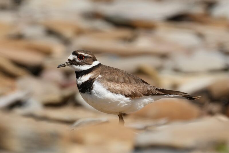 Killdeer