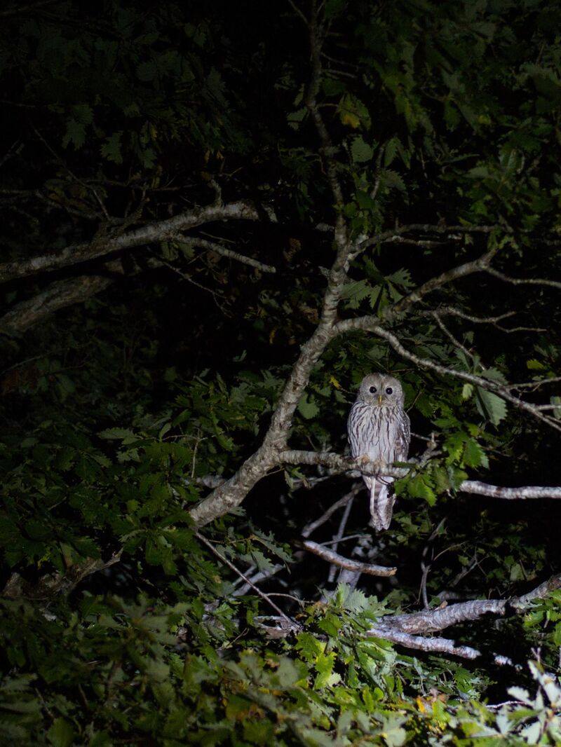 Ural owl in Shiretoko, Japan