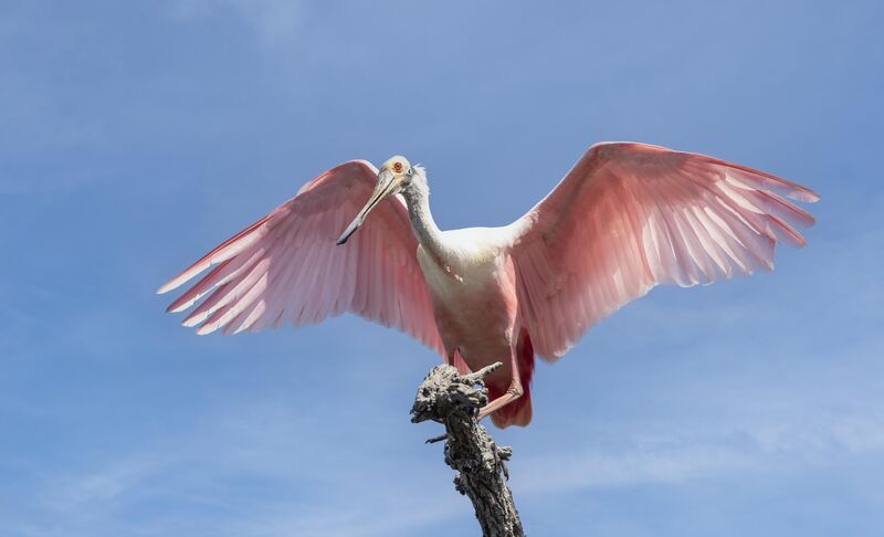 Roseate spoonbill-St Augustine Fl.