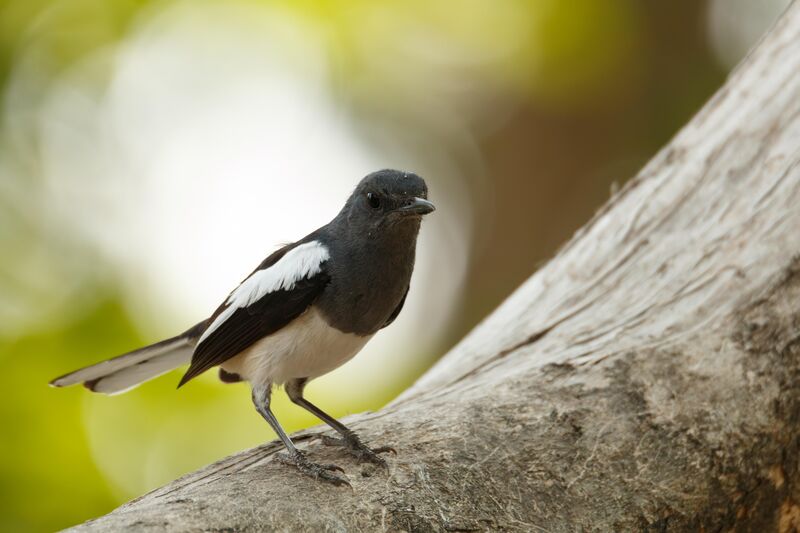 Oriental magpie-robin