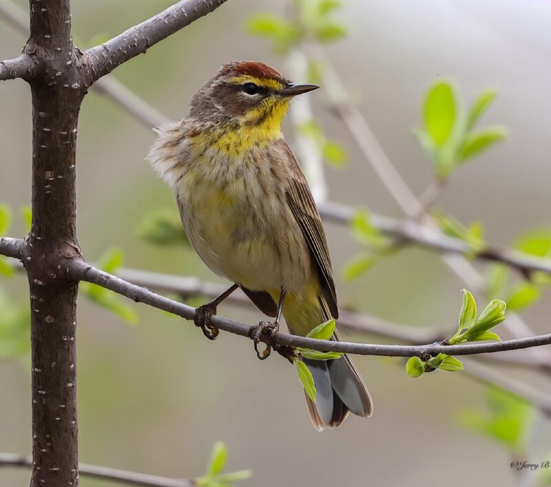 Palm Warbler.💛