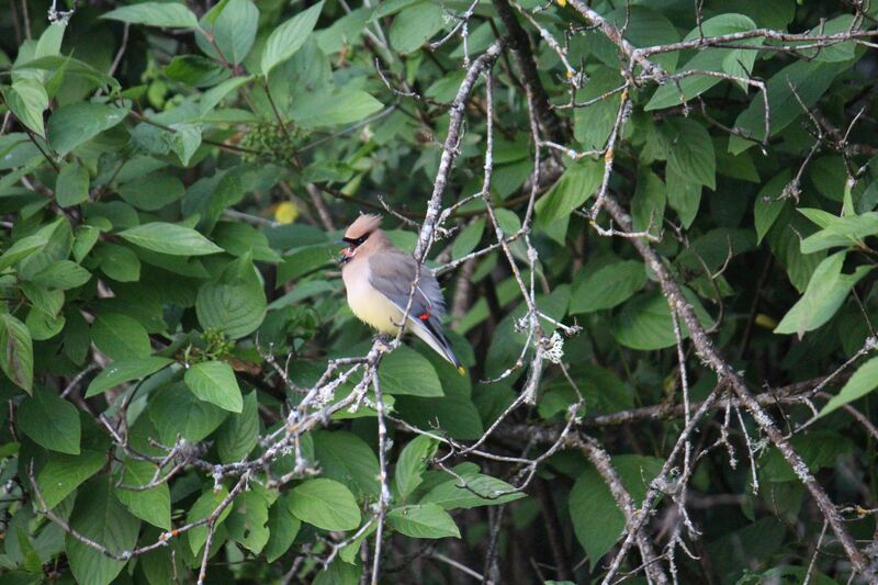 Bird related email sign off ideas