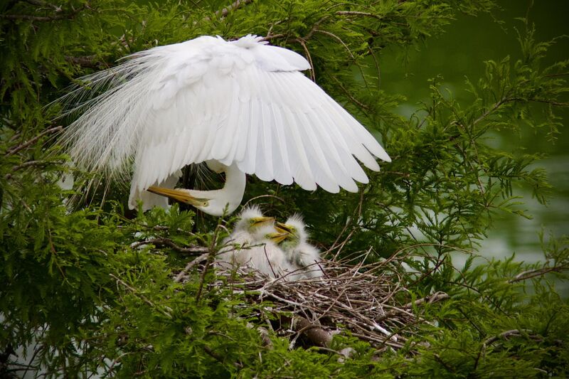 Great egret and egretlets high island rookery, tx