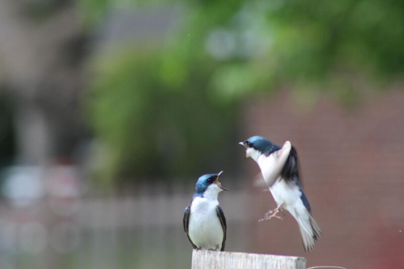 A picture I snapped of two tree swallows having an argument