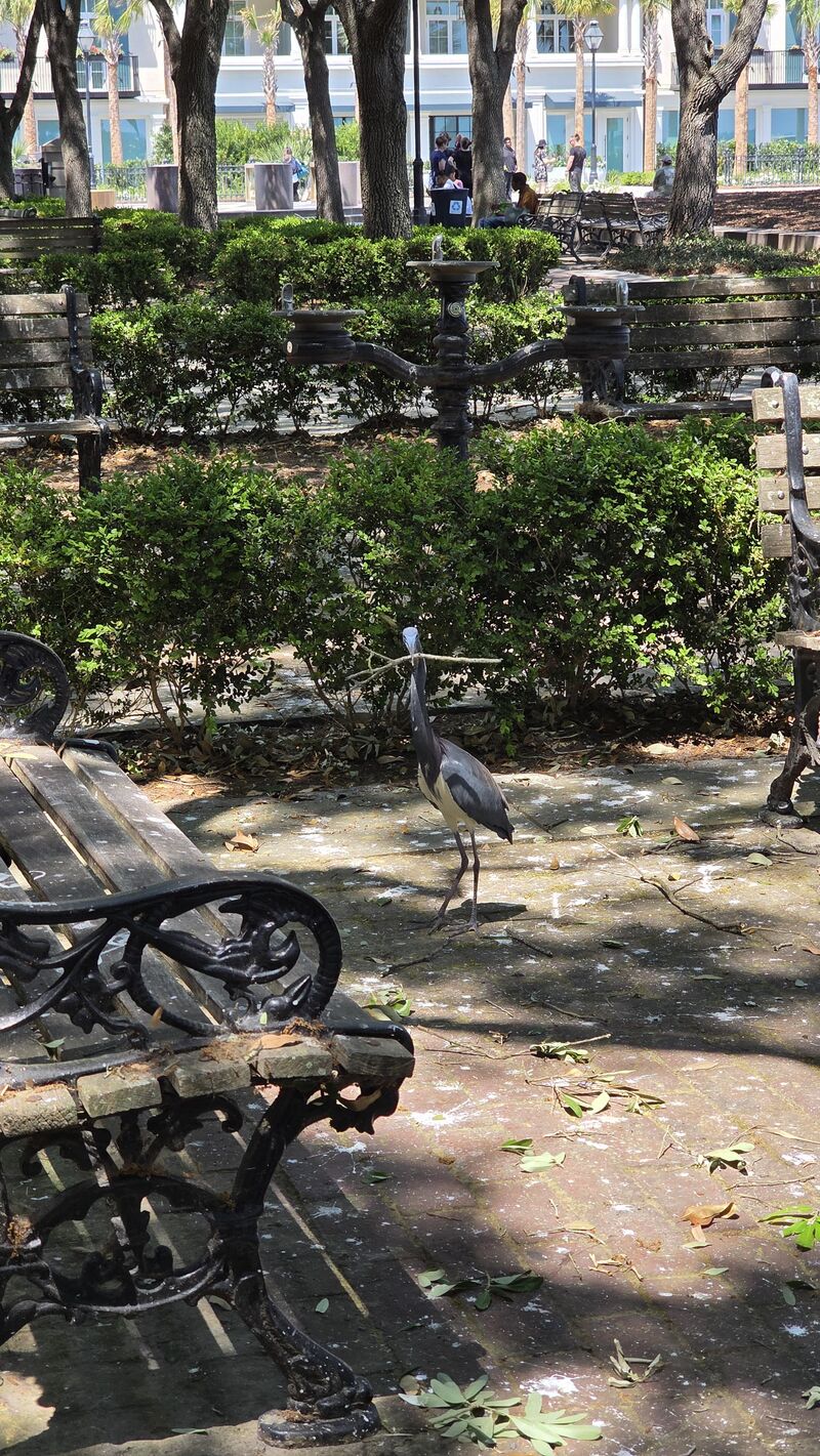 Tri-colored heron doing some nest building in downtown Charleston