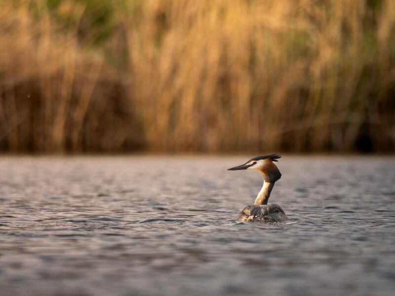 Great crested grebe, Poland