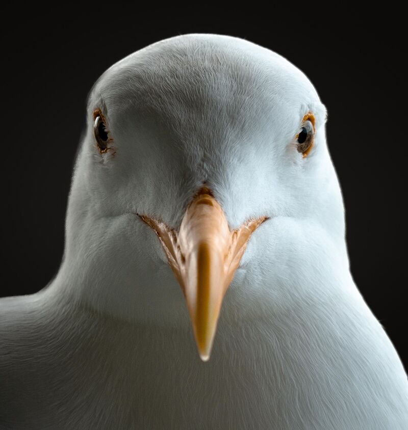 Gull