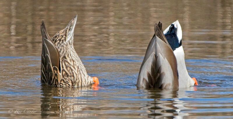 Munching Mallards, Chocowinity NC USA, March 2026, Sony a7rv, 200-600mm