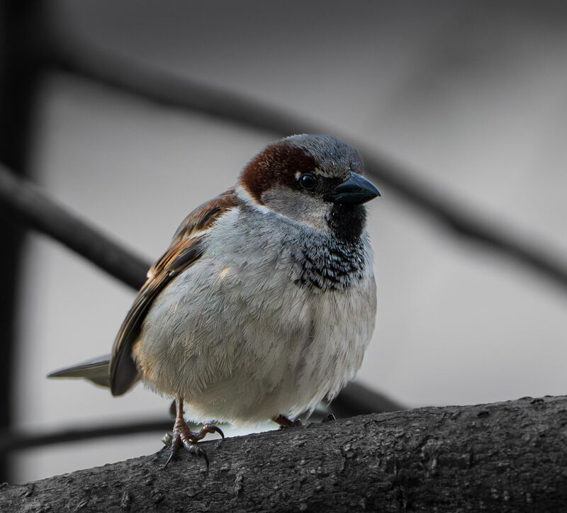House sparrow (Passer domesticus)