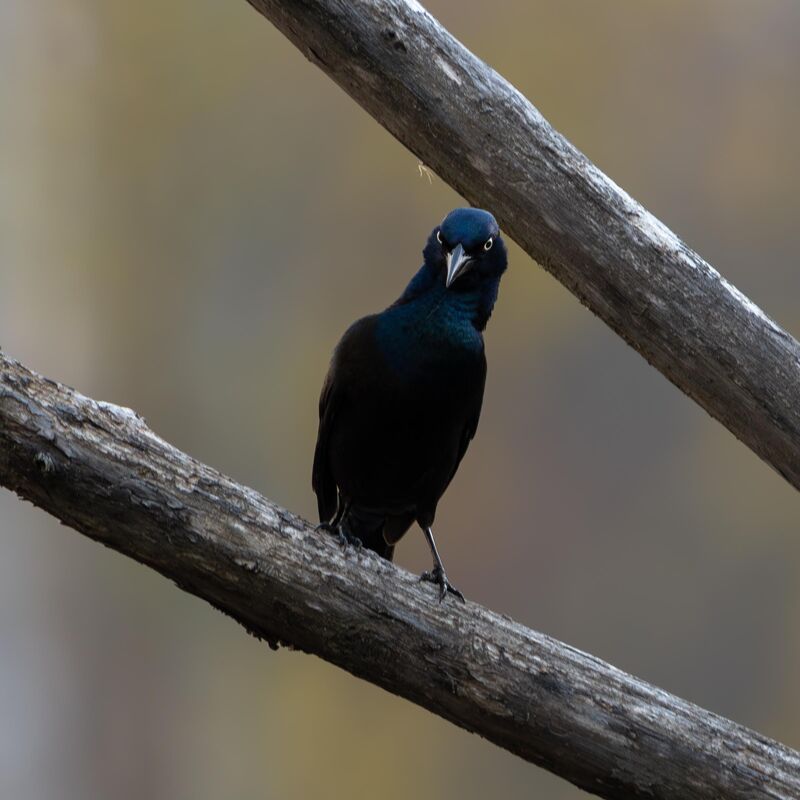 Just gracklin'