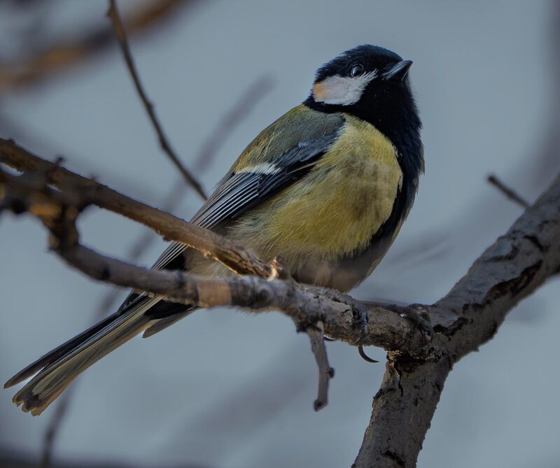 Great Tit (Parus Major)