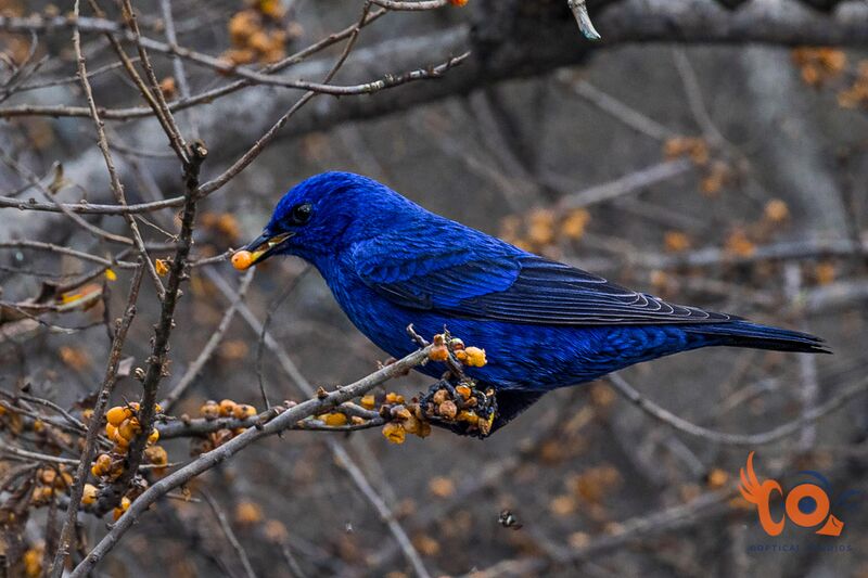 Grandala , North Sikkim, India