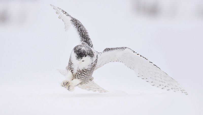 A snowy owl in motion against a white landscape