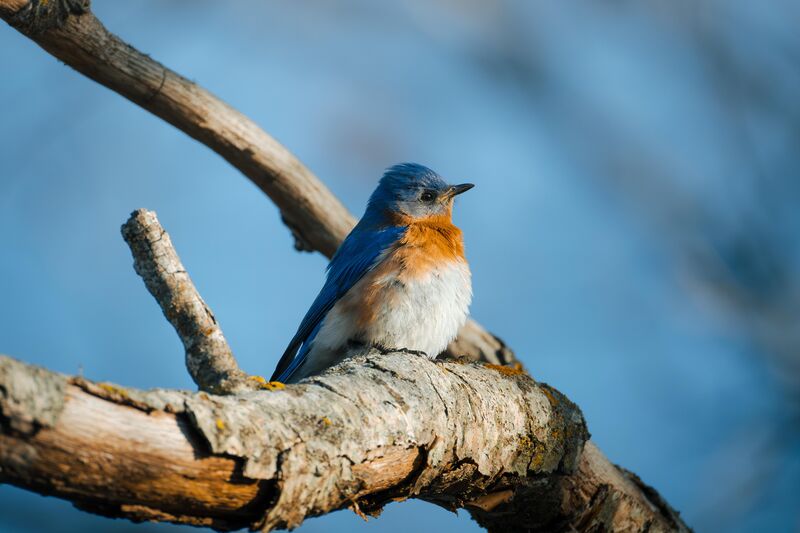 Eastern Bluebird posed for me!