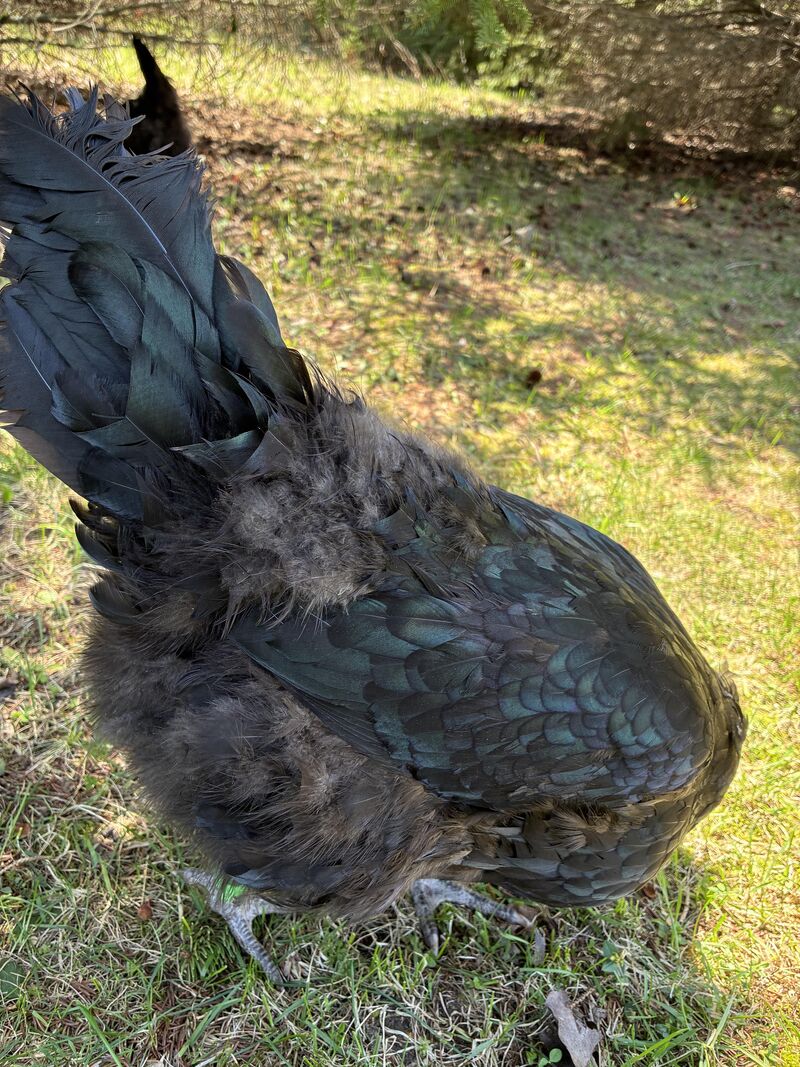 Help! Feather eating!